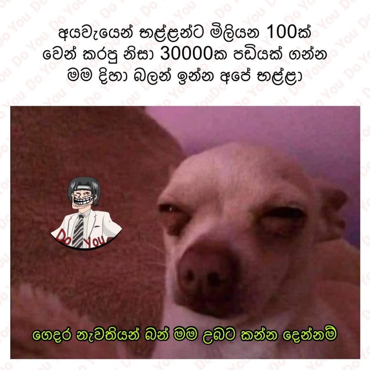Dog.jpg