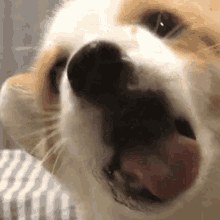 doggo-puppy.gif