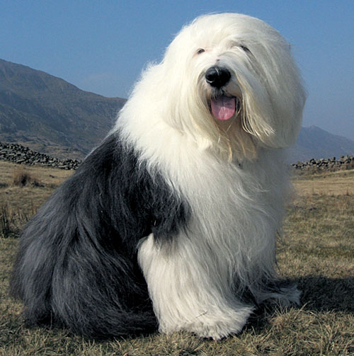 dulux1.jpg
