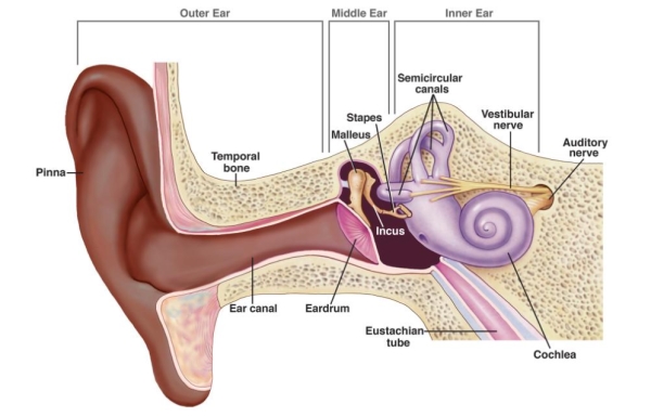 ear.jpg
