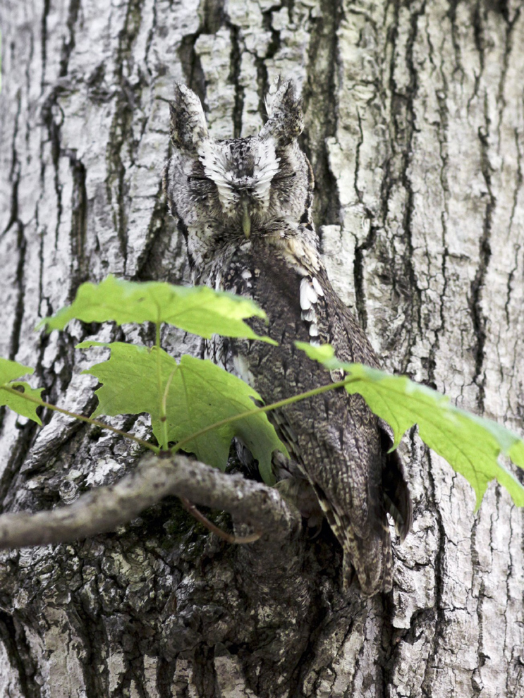 eastern-screech-owl.jpg