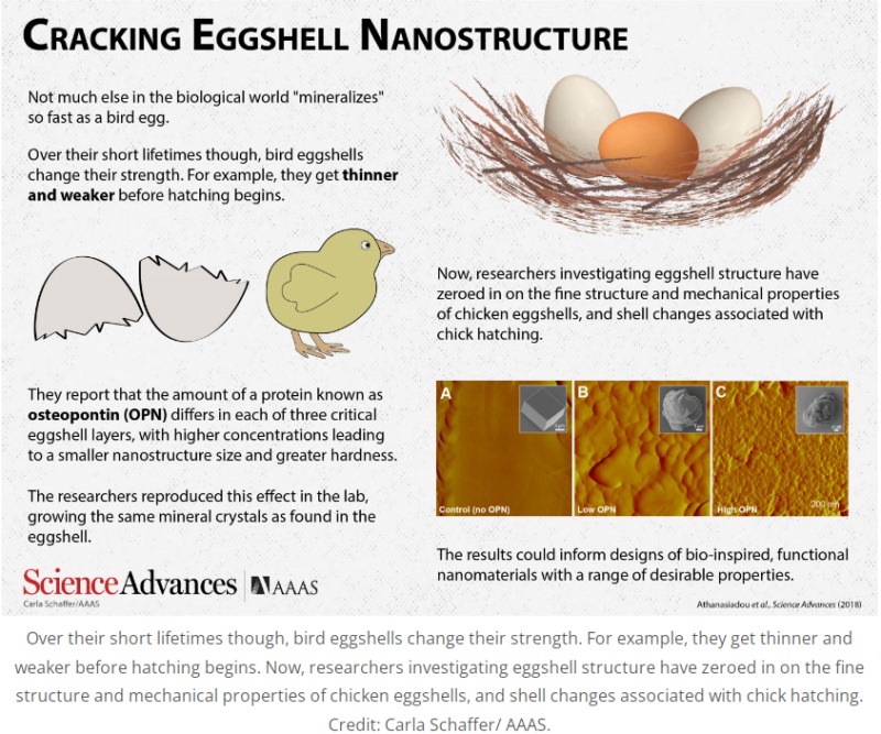 egg_shell.jpg