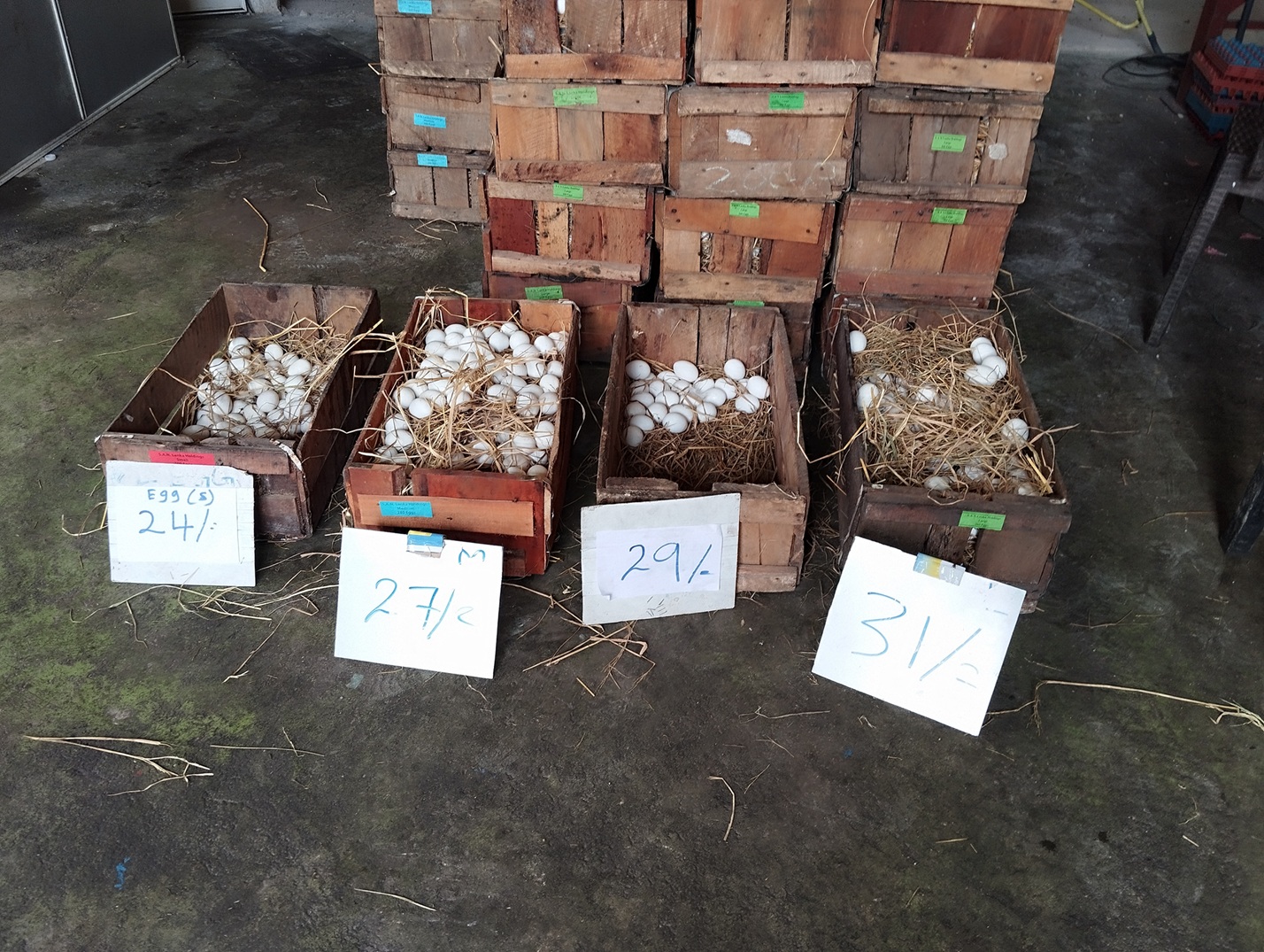 eggs.jpg