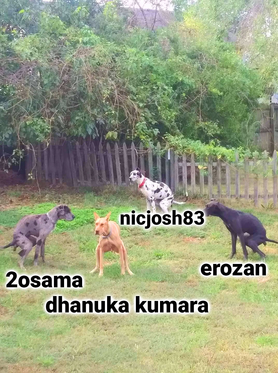Elakiri.jpg