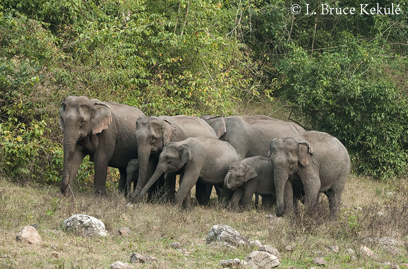 Elephant-family-unit-HKK1-copy.jpg