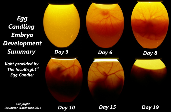 embryo-development-summary-web.jpg