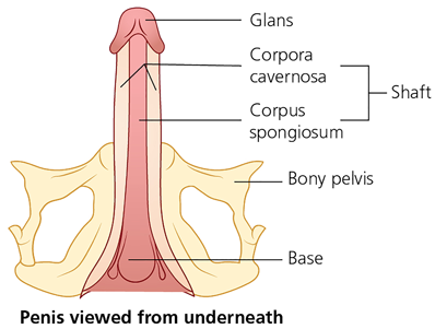 EP_SG_Different-views-of-the-penis_3.png