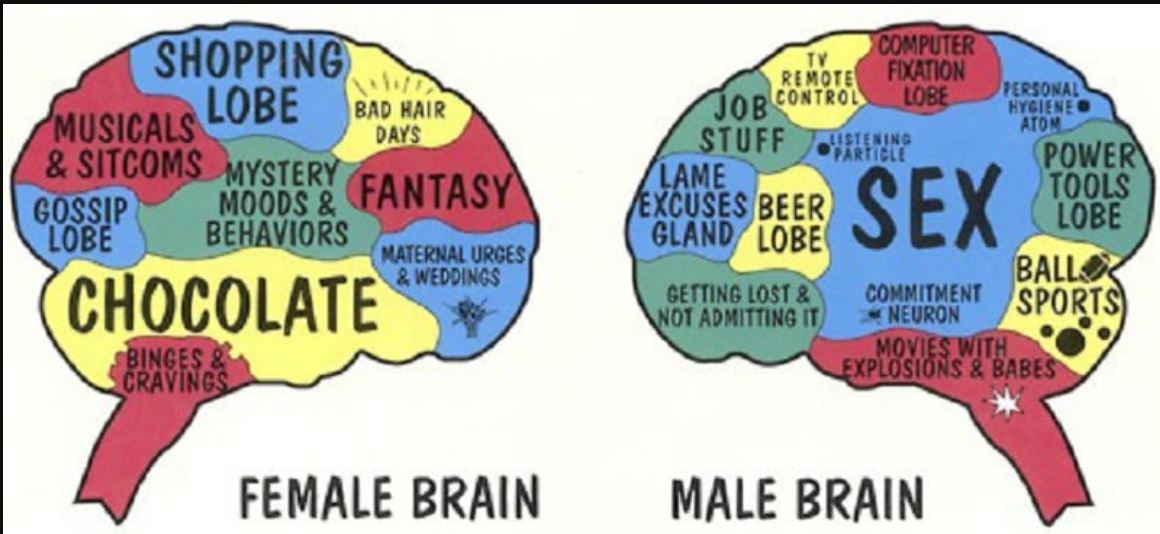 female male brains.JPG