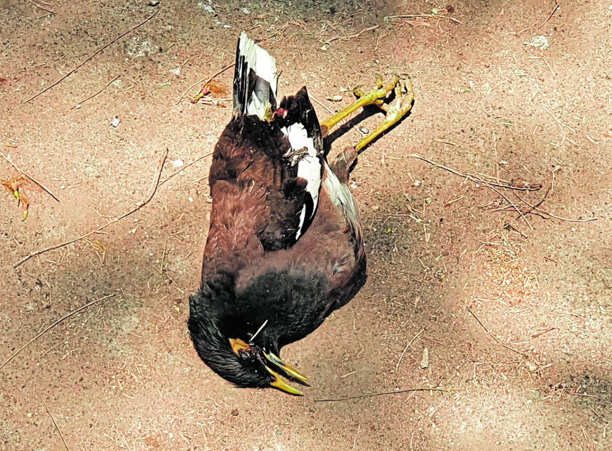 file79sbiactksjb76s82qu-1073895914-1584722803.jpg