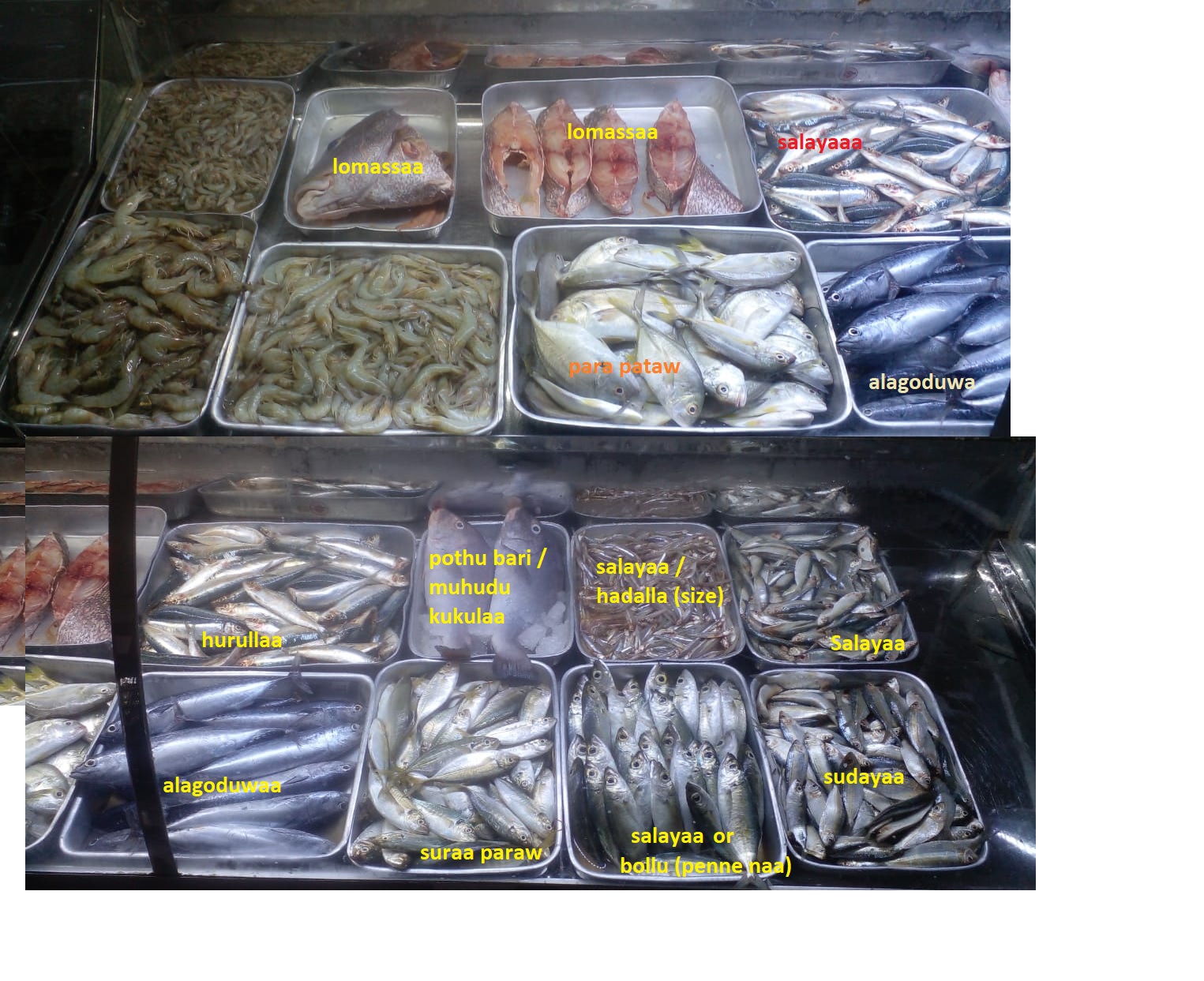 fish.jpg