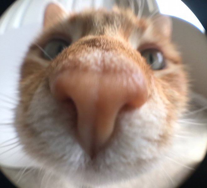 funny-cat-closeup7.jpg