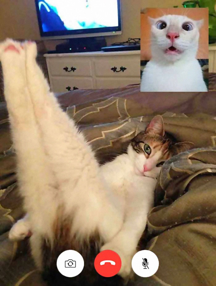 funny-cat-video-calls-pictures-2-5eaa879dce60c__700.jpg