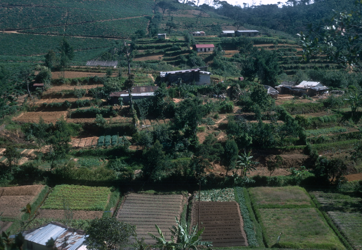 gardens-nuwara-eliya-1973_3358115863_o.jpg