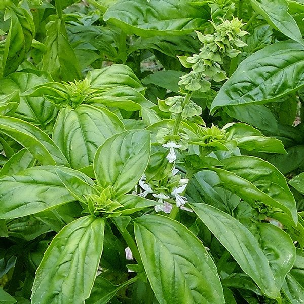 genovese_basil_herb_plant_479_general.jpg