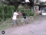 gif-fight-funny-moo_roar-5297347 (1).gif