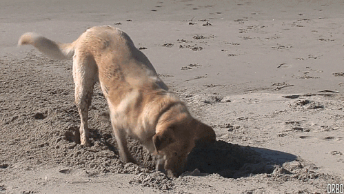 gif.gif