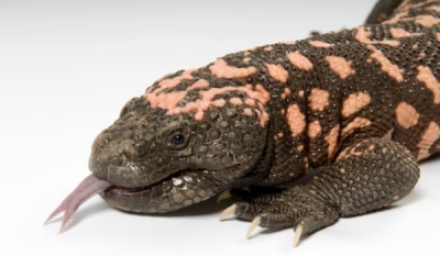 Gila_Monster1.jpg