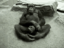 gorilla.gif