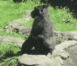 gorilla-poop (2).gif