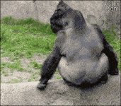 Gorilla-throws-poop-at-crowd (1).gif