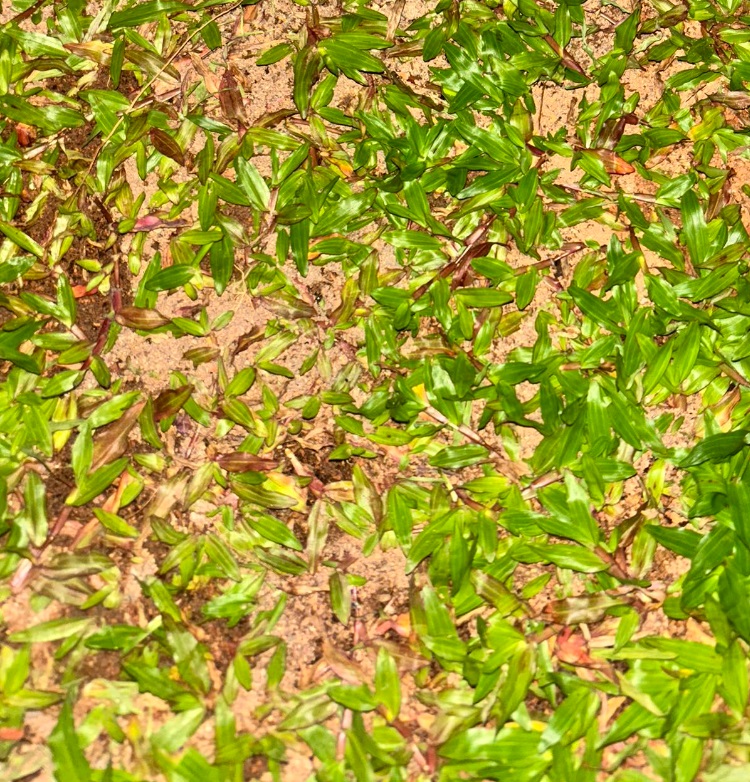 grass.jpg