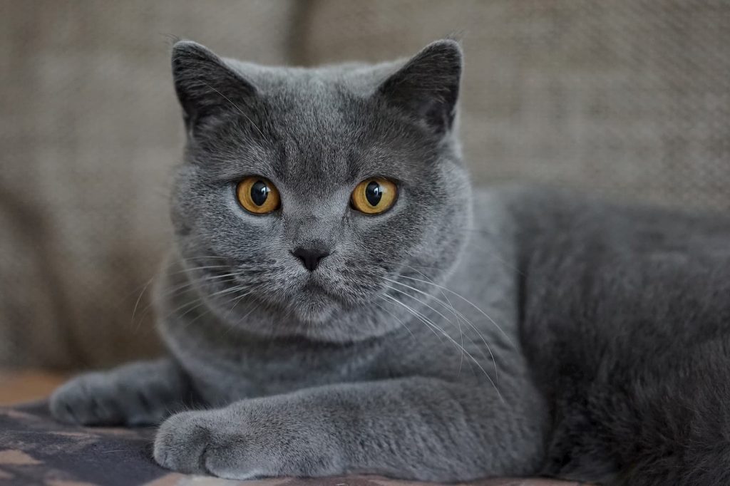 grey-chartreux-cat-with-brown-eyes-1024x682.jpg