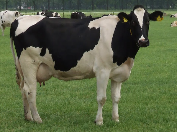 Holstein Friesian.JPG