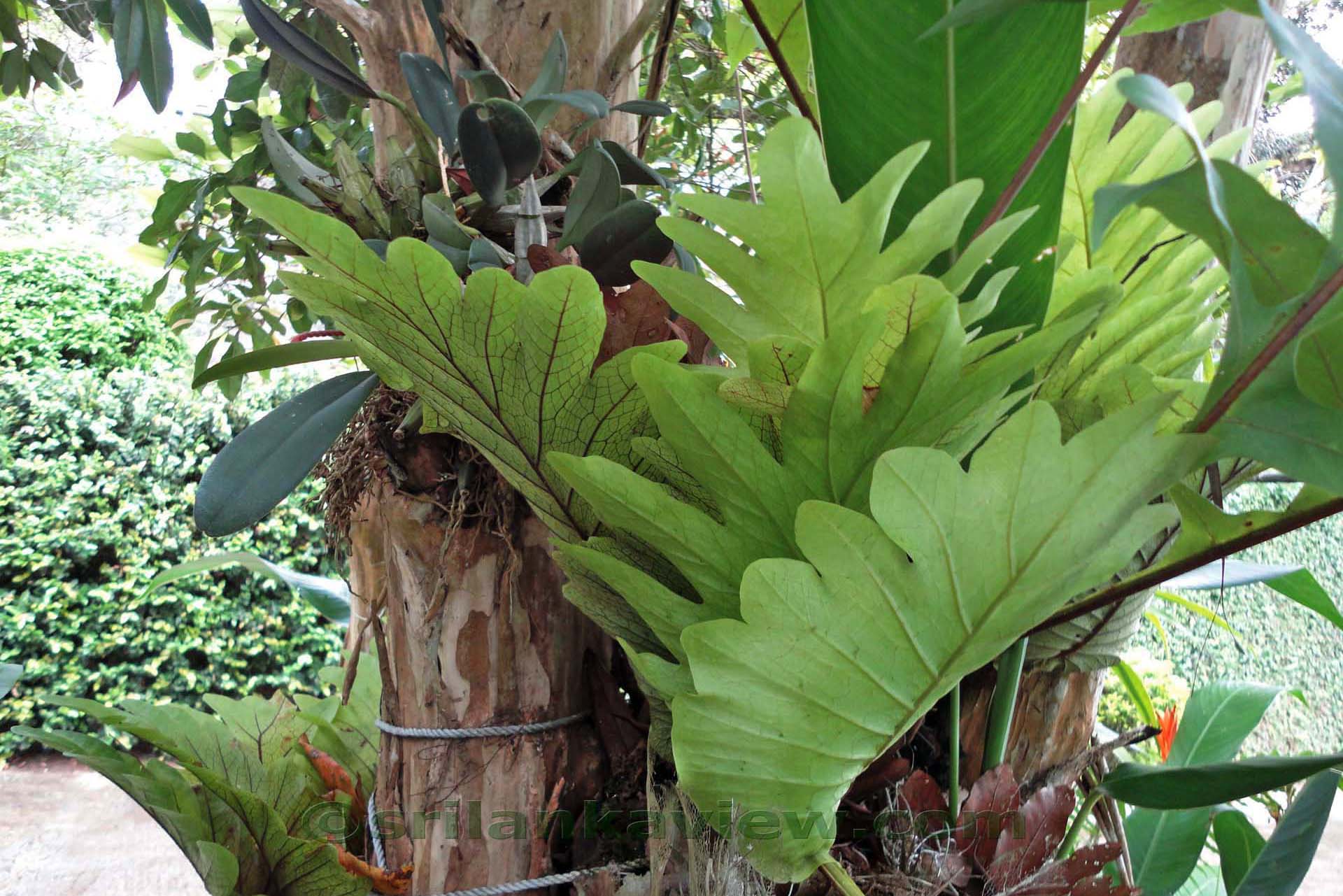 homegarden134.jpg