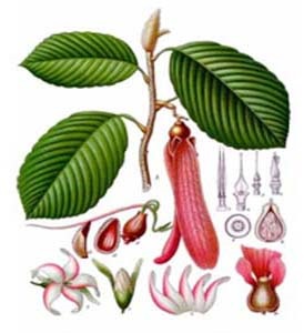 Hopea cordifolia.jpg