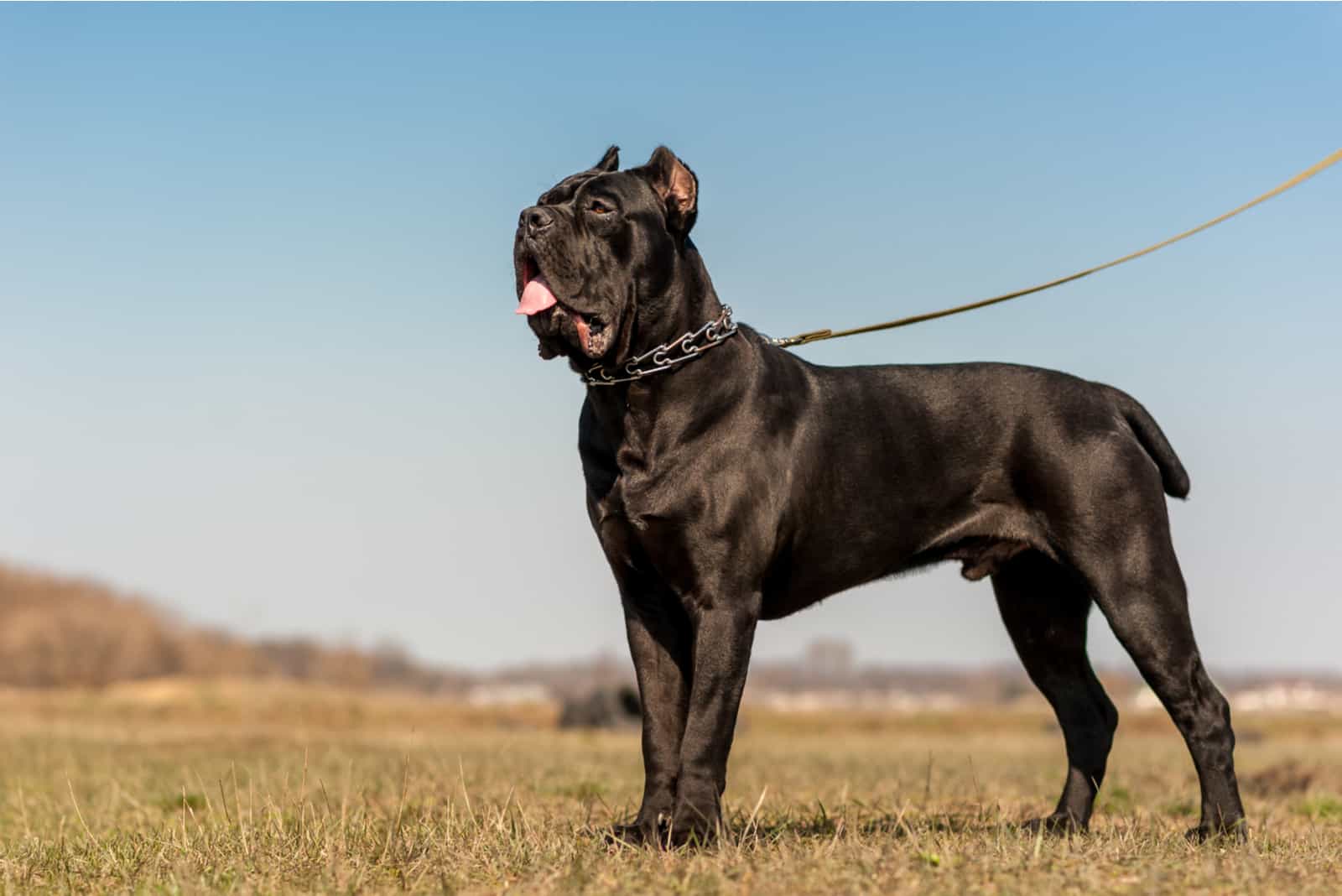 How-Much-Does-A-Cane-Corso-Cost-Are-These-Dogs-Expensive.jpg