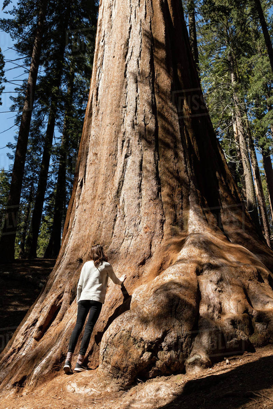 huge tree2.jpg
