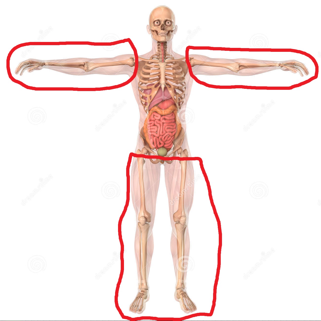 human-anatomy-skeleton-organs-showing-full-standing-opaque-body-internal-fully-grown-male-man-...jpg