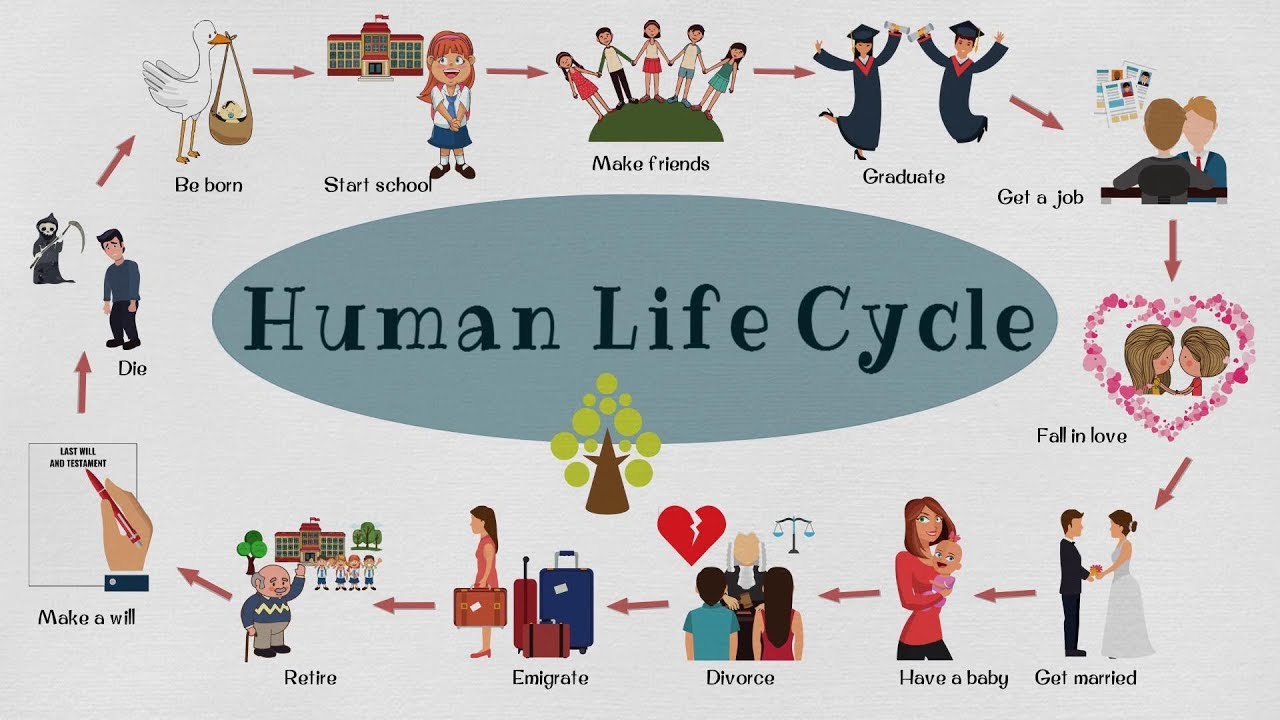 Human-life-cycle.jpg