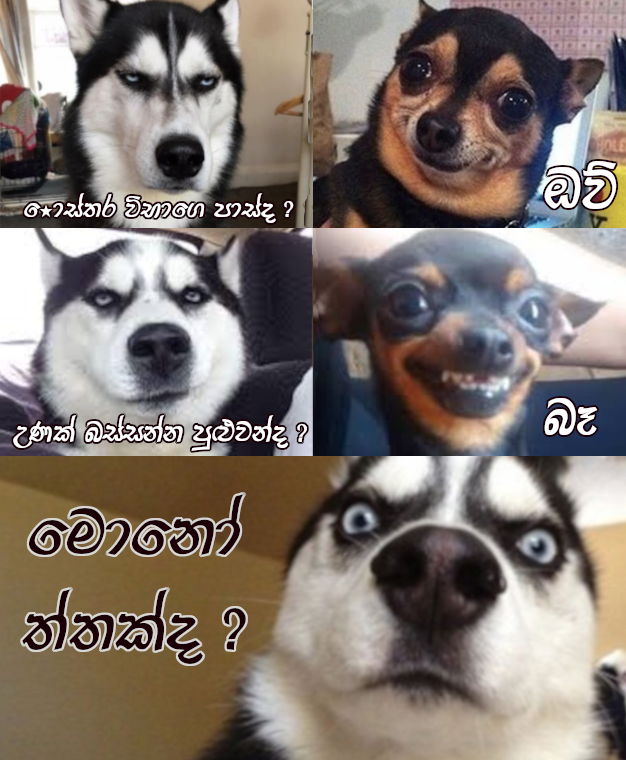 husky.png