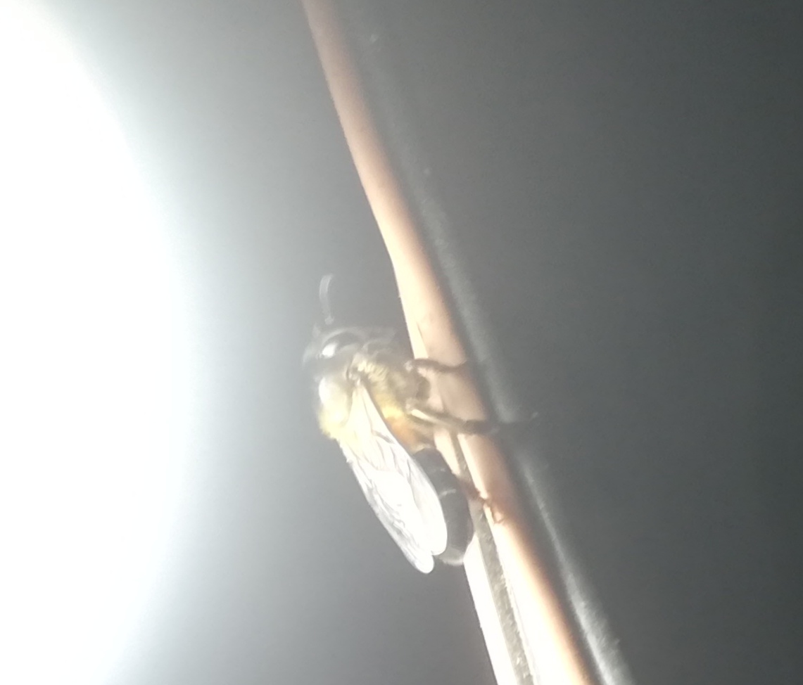 IMG_20210402_203933.jpg