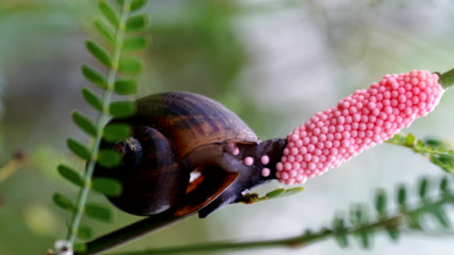 istockphoto-1176138657-640x640.jpg