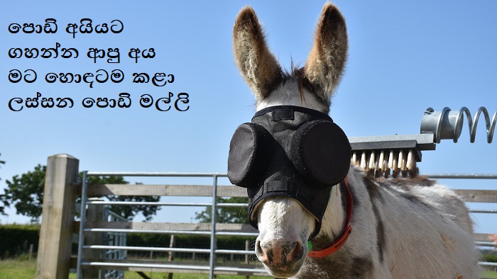 Jonty-The-Donkey-Sanctuary-ii-copy.jpg