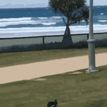 jump-dog.gif