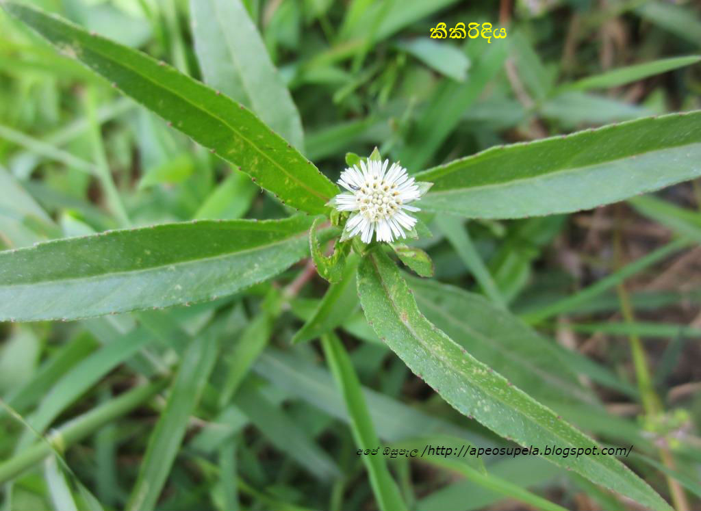 kikiridiya -Eclipta prostrata.JPG