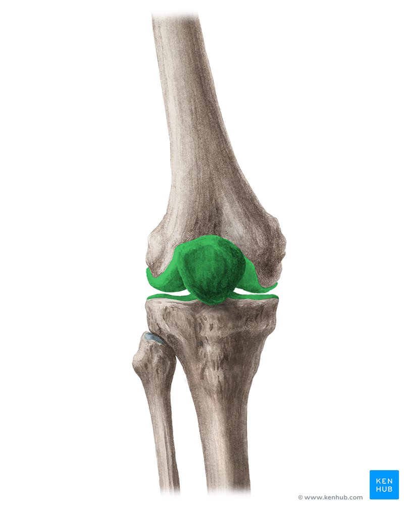 Knee_joint.jpeg