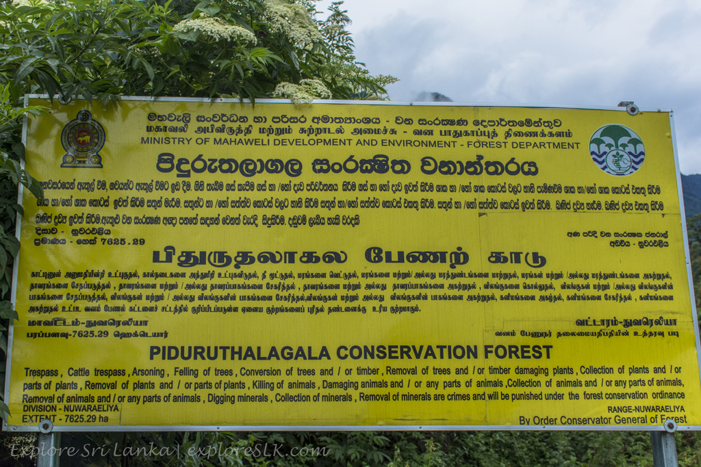 Kolapathana Falls (3).jpg