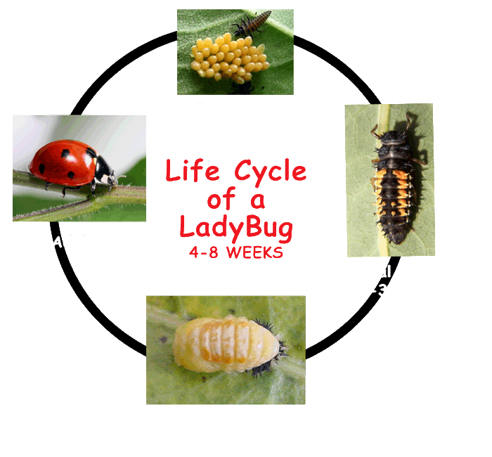 LadybugLifecycle2.png