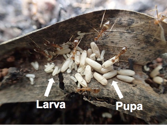 lifecyle pupae diagram.jpg
