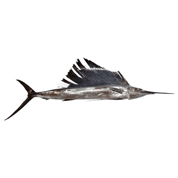 marlin-.jpg