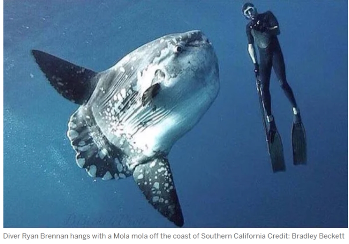 mola_mola.jpg