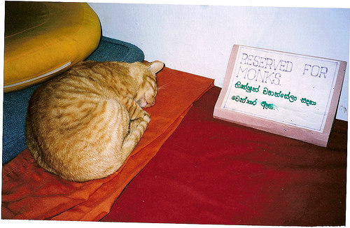 Monk_Cat.jpg