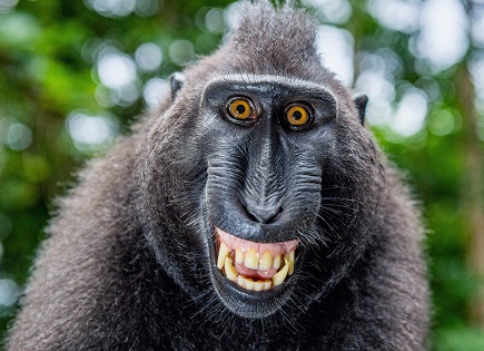monkey.jpg