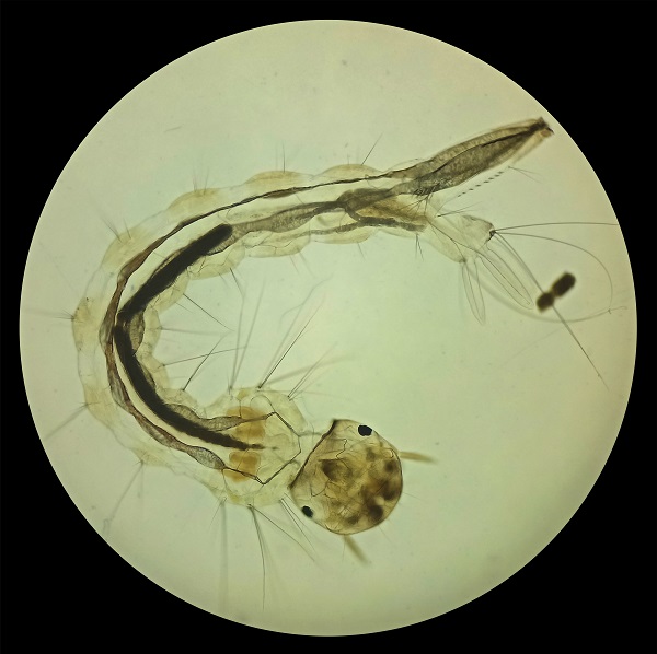 Mosquito larva 100X.jpg