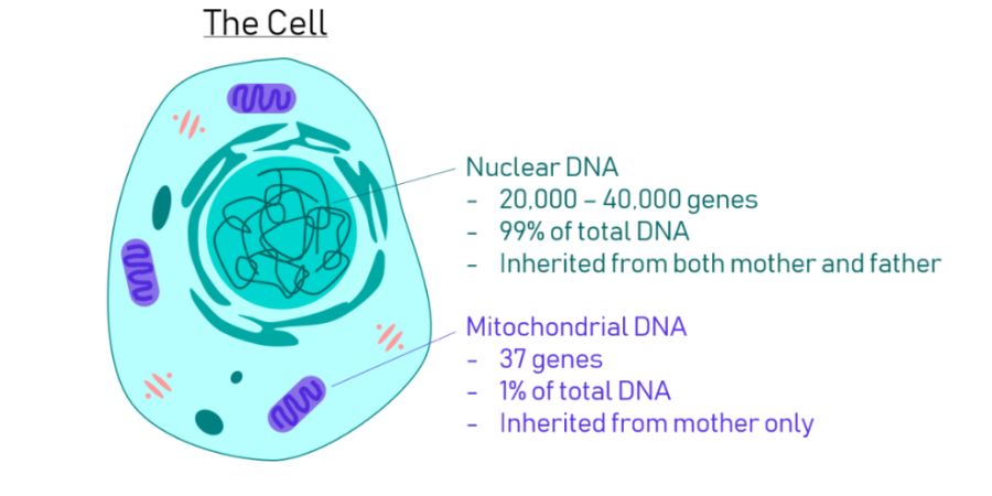 MtDNA.jpg