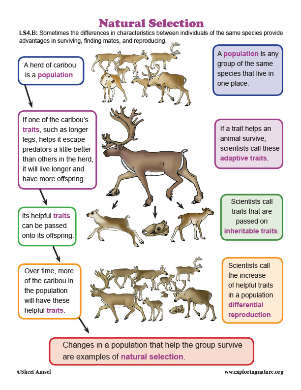 natural_section_caribou_diagram72.jpg